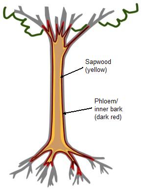 Trees have a circulatory system for transporting water and food.